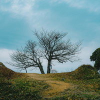 小高い丘の上に立つ一本の枯れ木と散歩道の冬景色の写真