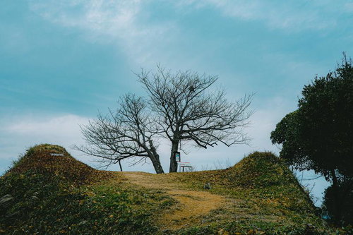 小高い丘の上に立つ一本の枯れ木と散歩道の冬景色