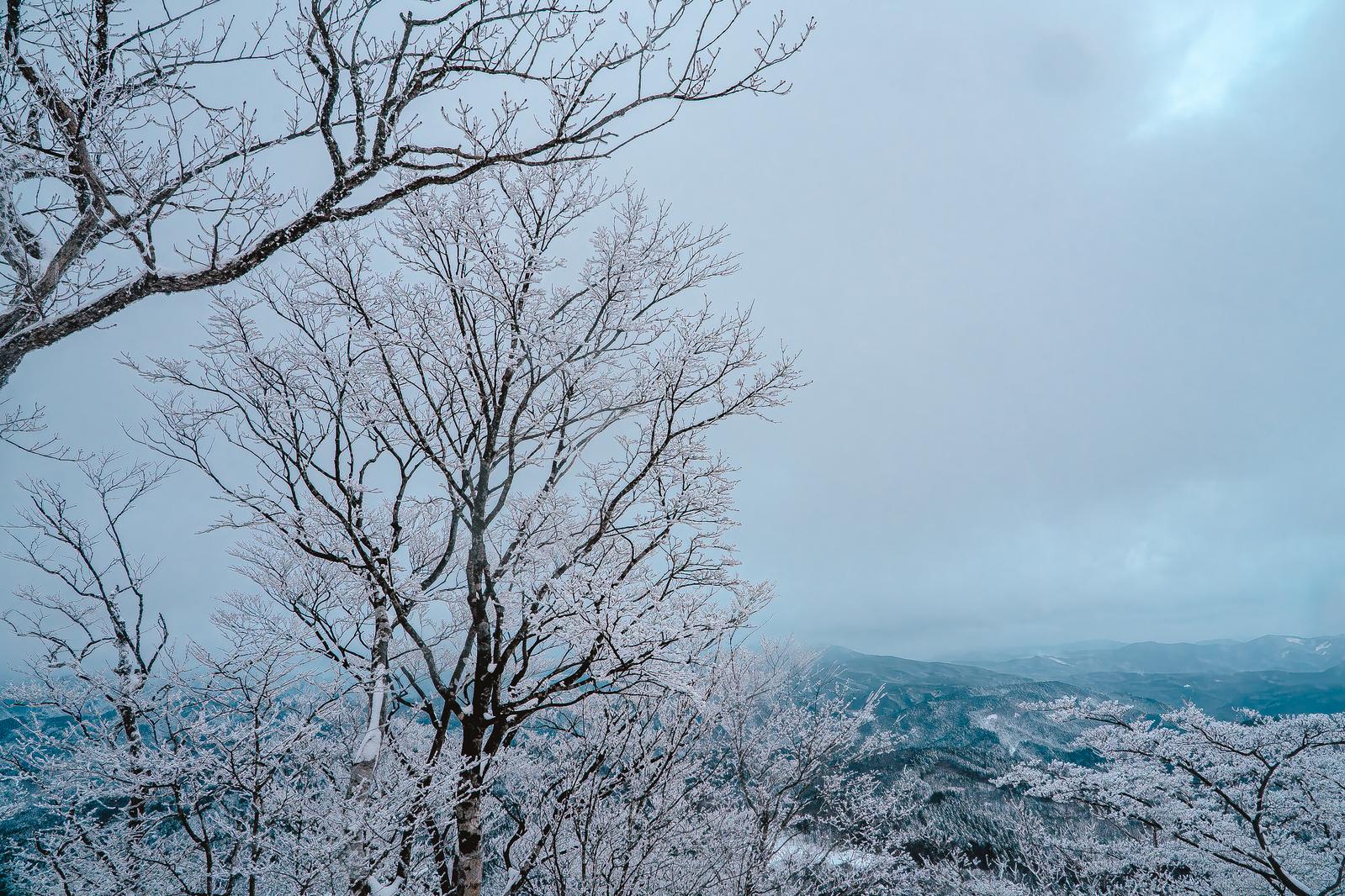 霧氷に覆われた木々と雪山の冬景色。展望台からの眺望