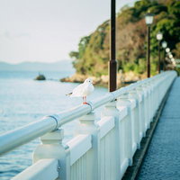 海風に吹かれるユリカモメが遊歩道の手すりに佇む景観の写真