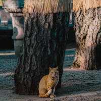 藁囲いの木の根元でのんびり過ごす茶トラ猫の写真