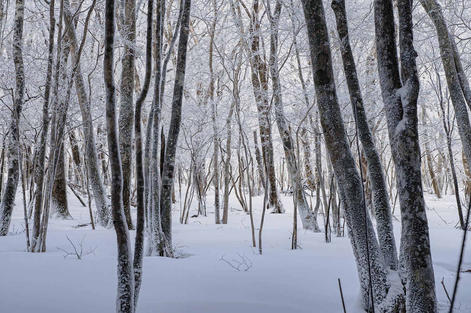 霧氷が付着した多数の樹木が立ち並び、雪が積もる冬の森林
