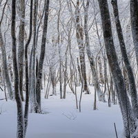 白く凍りついた木々に包まれた白銀世界の雪景色の写真