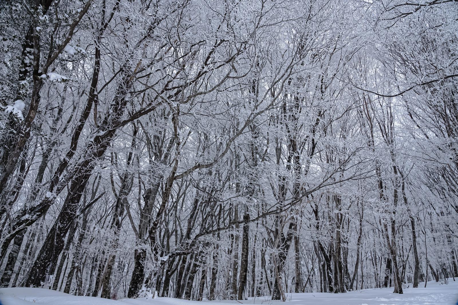 霧氷で覆われた落葉樹の密集した林が白く輝く冬の森