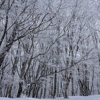静寂に包まれた冬の森の白銀と霧氷（面ノ木園地）の写真