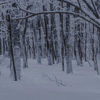 足跡ひとつない真っ白な雪原が広がる白銀の森林の写真