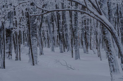 足跡ひとつない真っ白な雪原が広がる白銀の森林