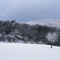一面の雪原と霧氷に覆われた樹々が連なる冬の山並みの写真