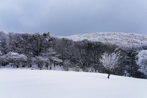 一面の雪原と霧氷に覆われた樹々が連なる冬の山並み