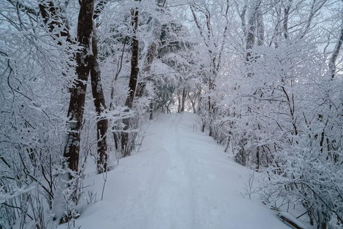 雪に覆われた小道に残る轍と霧氷の林 冬の寒冷地風景