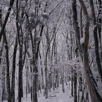 足跡と轍が続く雪道を見下ろす雪化粧の林の写真