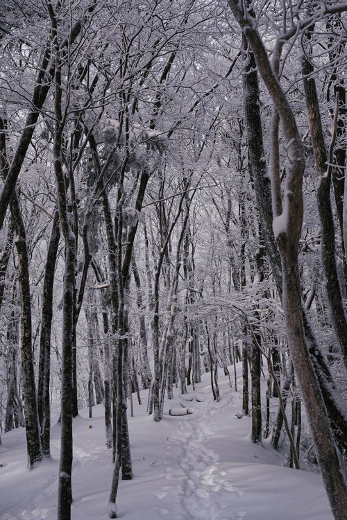 足跡と轍が続く雪道を見下ろす雪化粧の林