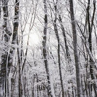 霧氷に包まれた冬の森を差し込む光と白銀に輝く樹木の写真
