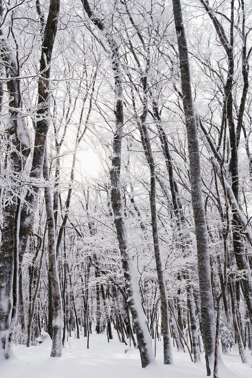霧氷に包まれた冬の森を差し込む光と白銀に輝く樹木