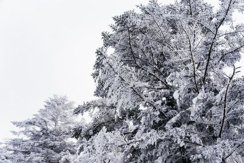 冬の厳しい寒さに包まれた面ノ木園地の樹氷と霧氷