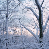 凍てつく霧氷の森に優しく降り注ぐ夕焼けと白銀の樹氷の写真