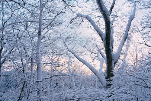 凍てつく霧氷の森に優しく降り注ぐ夕焼けと白銀の樹氷