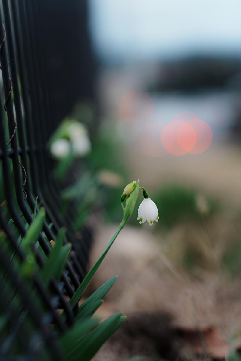 A single snowflake blooming downward beside a black fence with an orange bokeh ball in the background