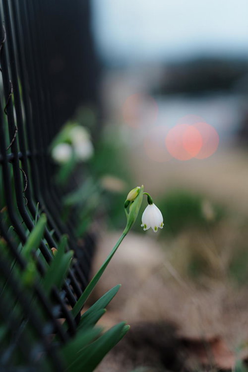 Snowflakes Blooming by the Fence