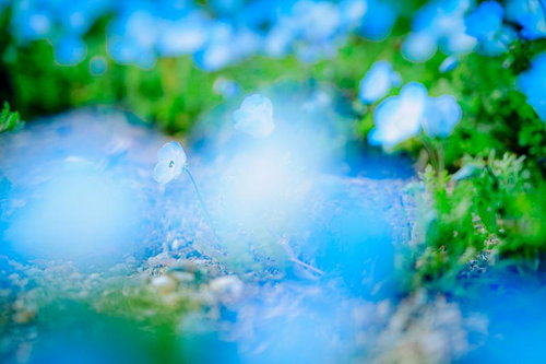 ネモフィラの群生の写真