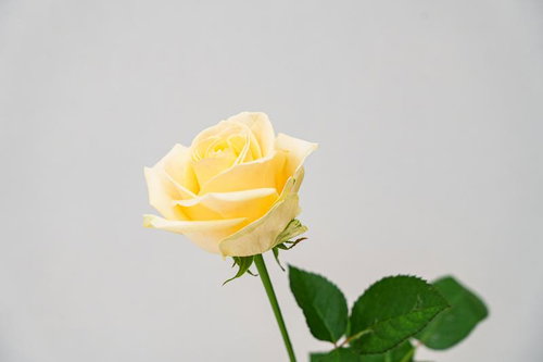 咲きかけの黄色い薔薇の写真