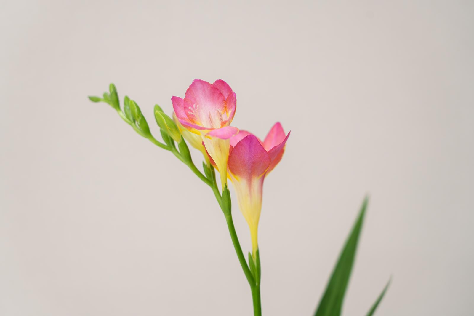 Pink and yellow freesia flowers and buds beginning to bloom