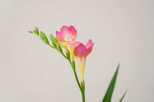 Pink Freesias Beginning to Bloom