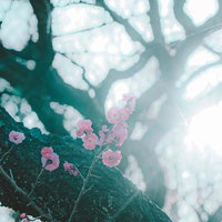 木漏れ日に照らされる梅の花の写真