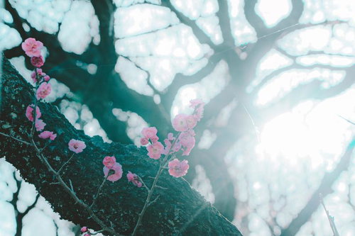 木漏れ日に照らされる梅の花の写真