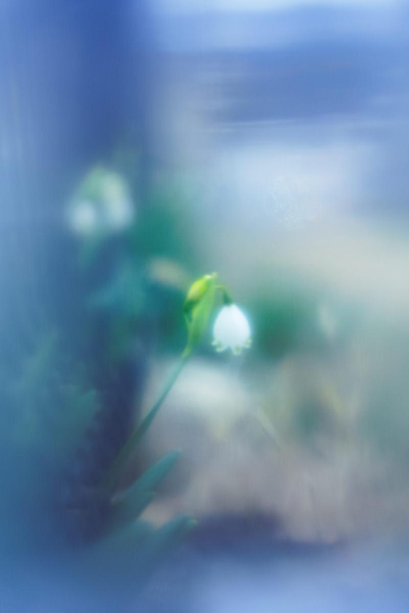 A single snowflake with bell-shaped white flowers blooming against a softly blurred blue background
