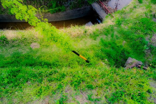 初春に生い茂る道端の雑草