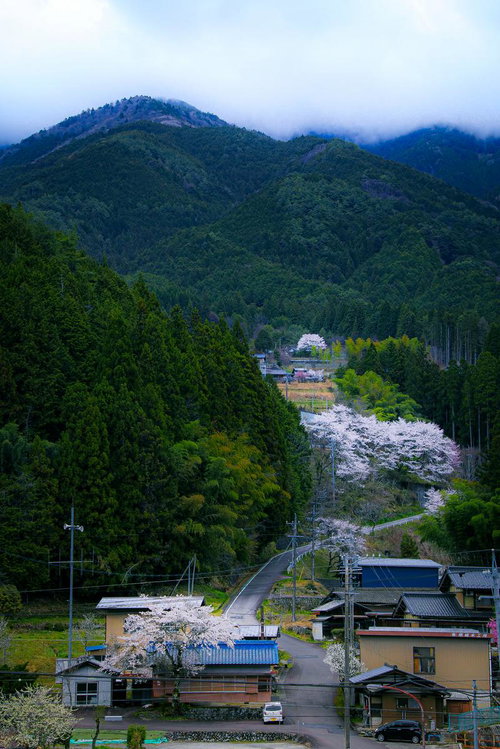 山の麓に咲く桜と山里の集落の写真