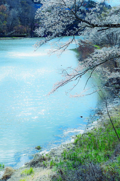 湖畔の満開桜と春の水辺