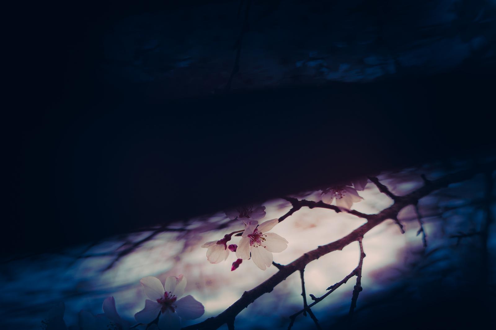 暗い背景の中、細い枝に咲く桜の花と蕾が淡い光に照らされている
