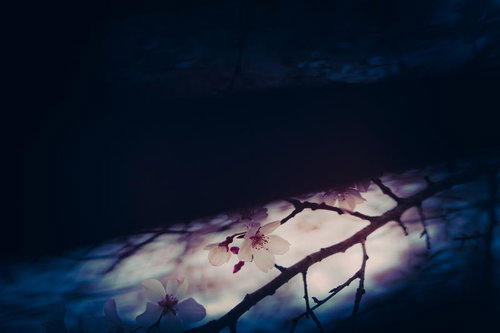 細枝に咲く夜桜の蕾