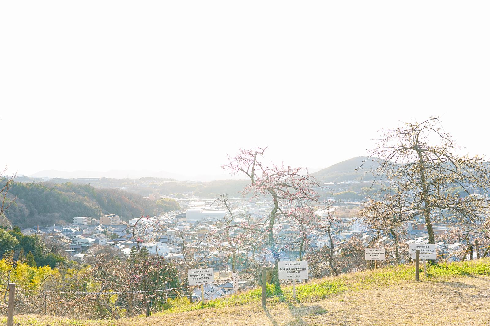 高台に植えられた梅の木の向こうに住宅地と山並みが広がる風景
