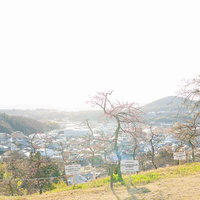 高台から望む梅の木と街並みの写真