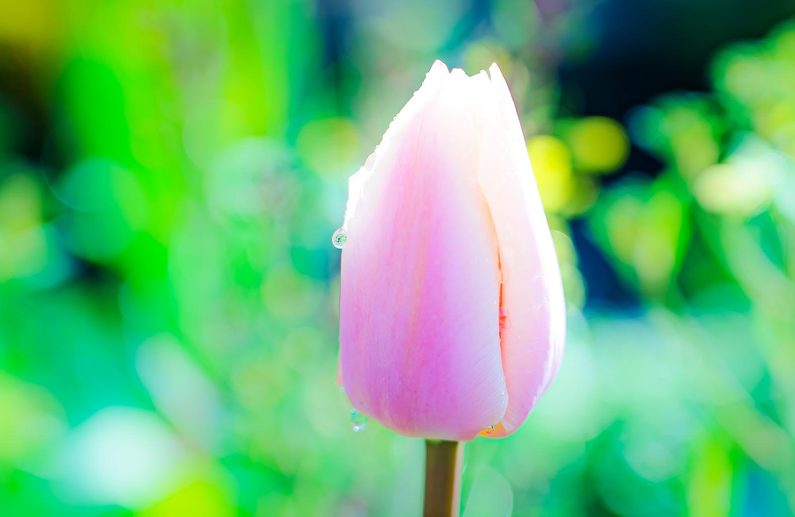 Pink tulip bud with water droplets and green bokeh background