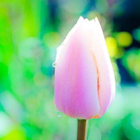 水滴をまとうピンクのチューリップの蕾の写真