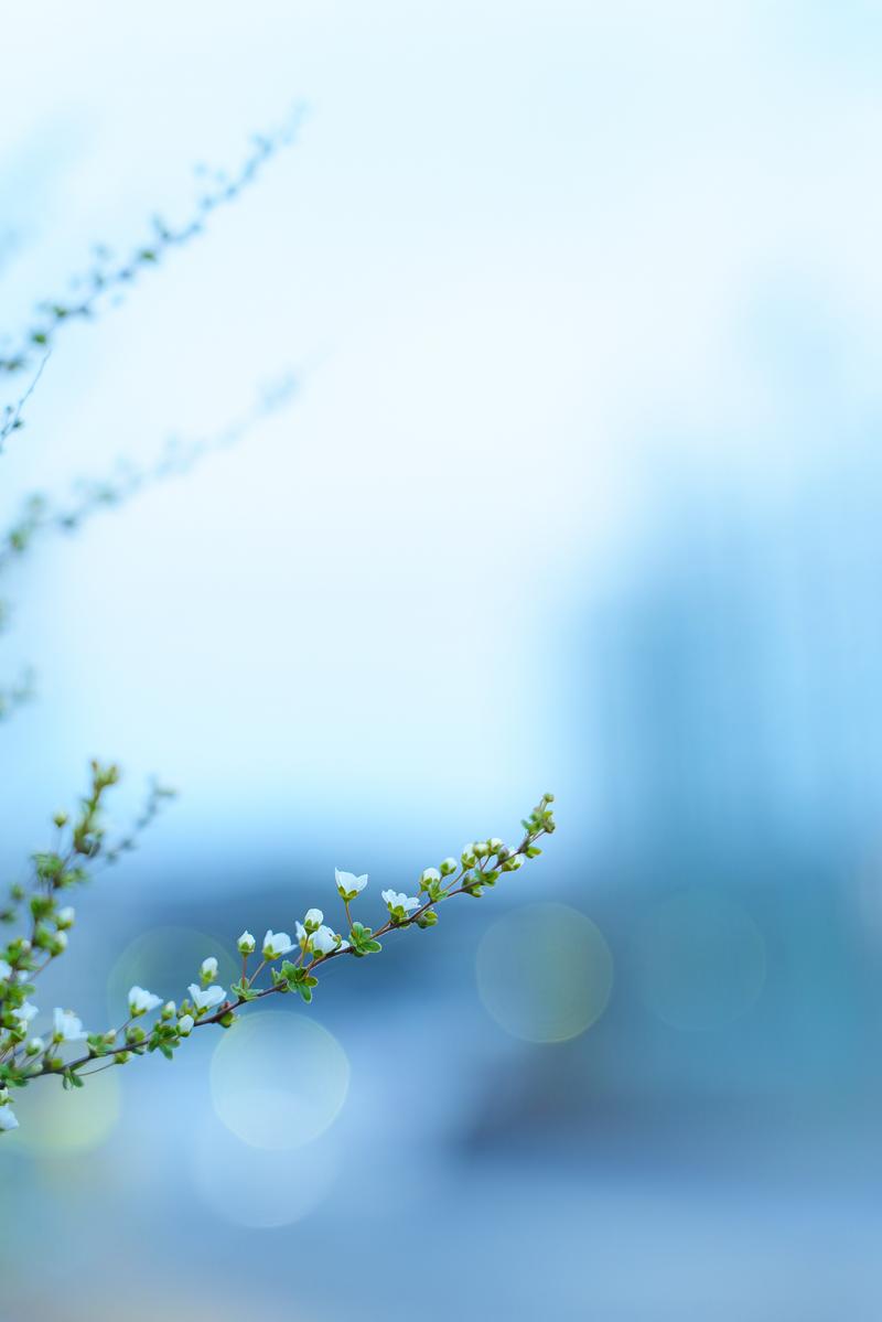 Branches with white small flowers and buds extending diagonally with soft bokeh balls spreading across a blue background