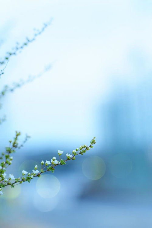 White Small Flowers on Branches with Soft Bokeh Balls