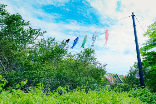 青空に並ぶ鯉のぼりと新緑の写真