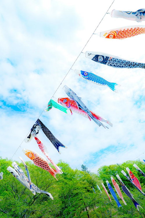 青空を泳ぐ色とりどりの鯉のぼりの写真