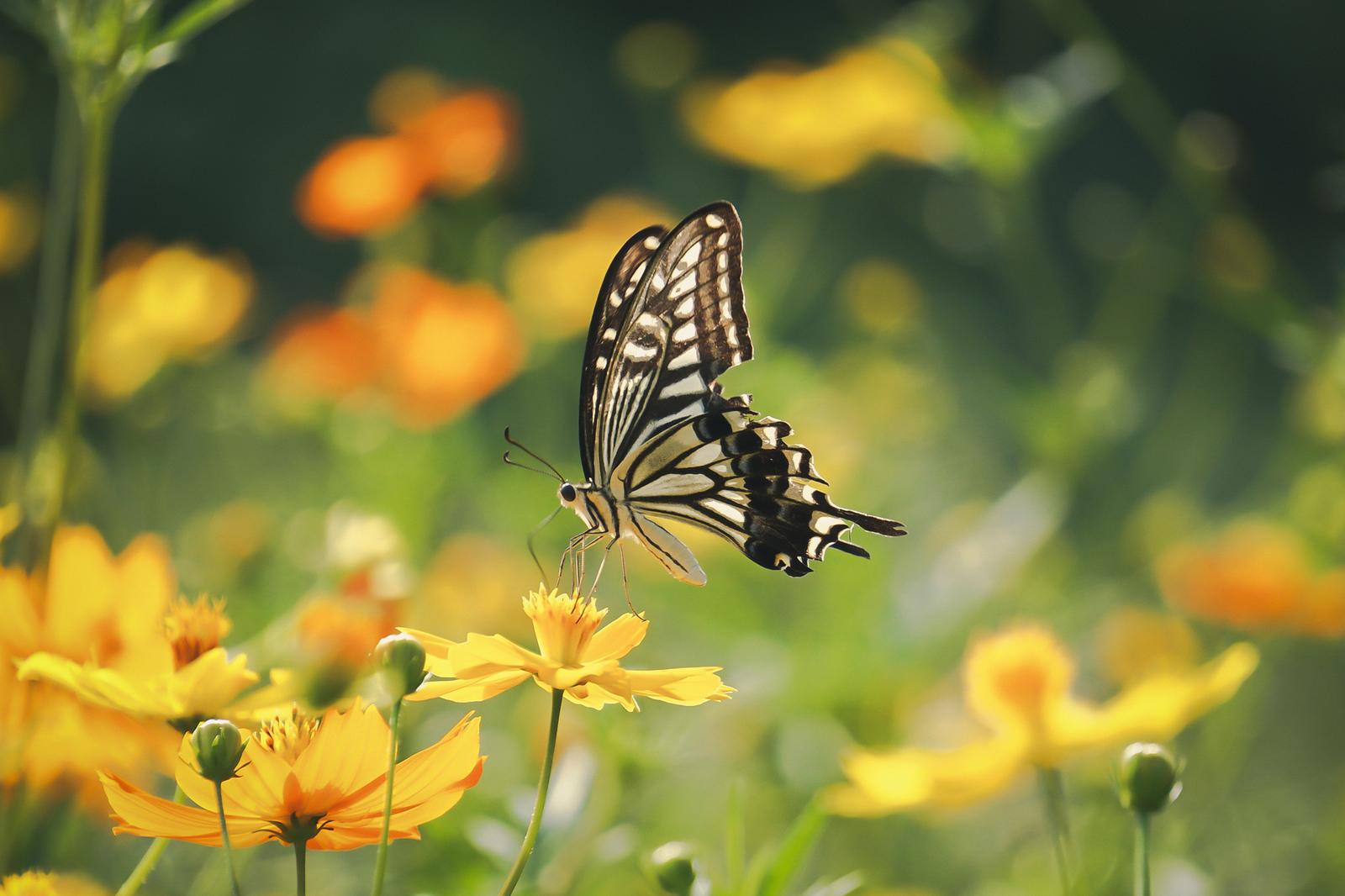 Swallowtail butterfly (Ageha-chou) feeding on nectar from a yellow cosmos (Kibana-cosmos) flower