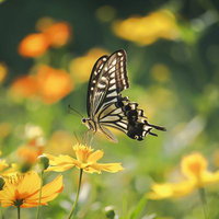 キバナコスモスにとまるアゲハチョウの写真