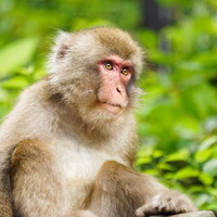 緑を背景に座るニホンザルの横顔、野生の表情を映すの写真