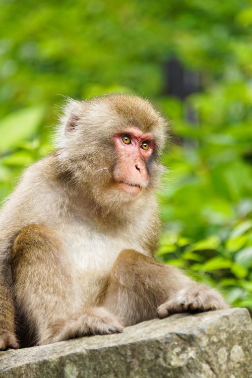 緑を背景に座るニホンザルの横顔、野生の表情を映す