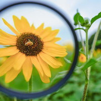 ルーペで観察する向日葵の花と受粉するミツバチの写真