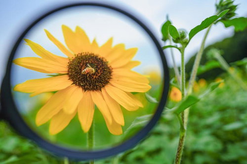 ルーペで観察する向日葵の花と受粉するミツバチ