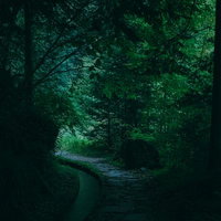 付知峡の薄暗い小道を進む散歩道、樹々が覆う林道の遊歩道の写真
